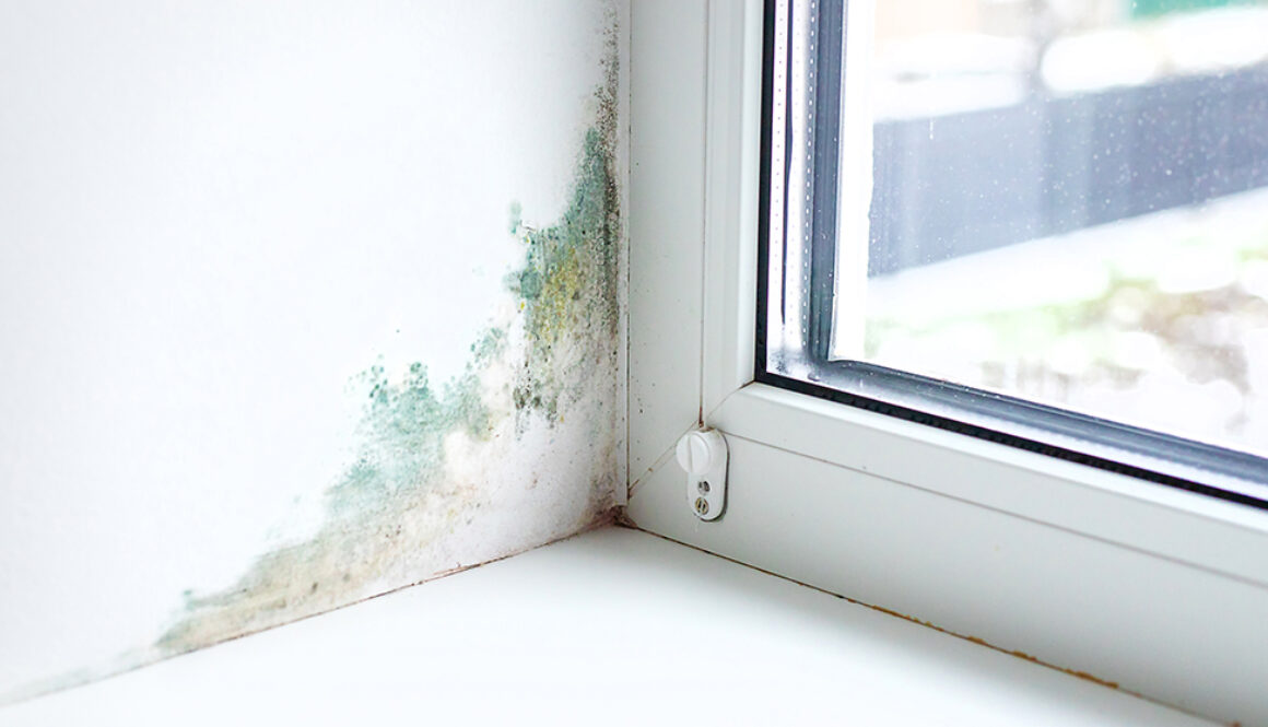 Schimmel an der Wand? So bekommst du ihn dauerhaft weg